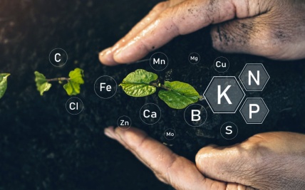 Soil and Plant Analysis