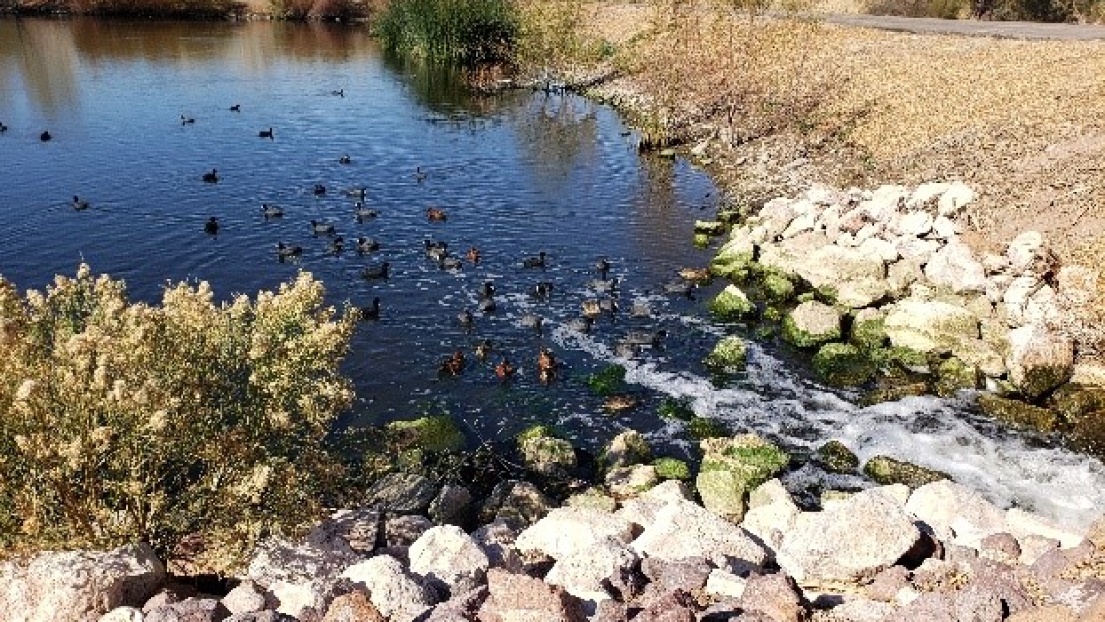 Natur und Industrie koexistieren bei der City of Henderson Water Reclamation Facility