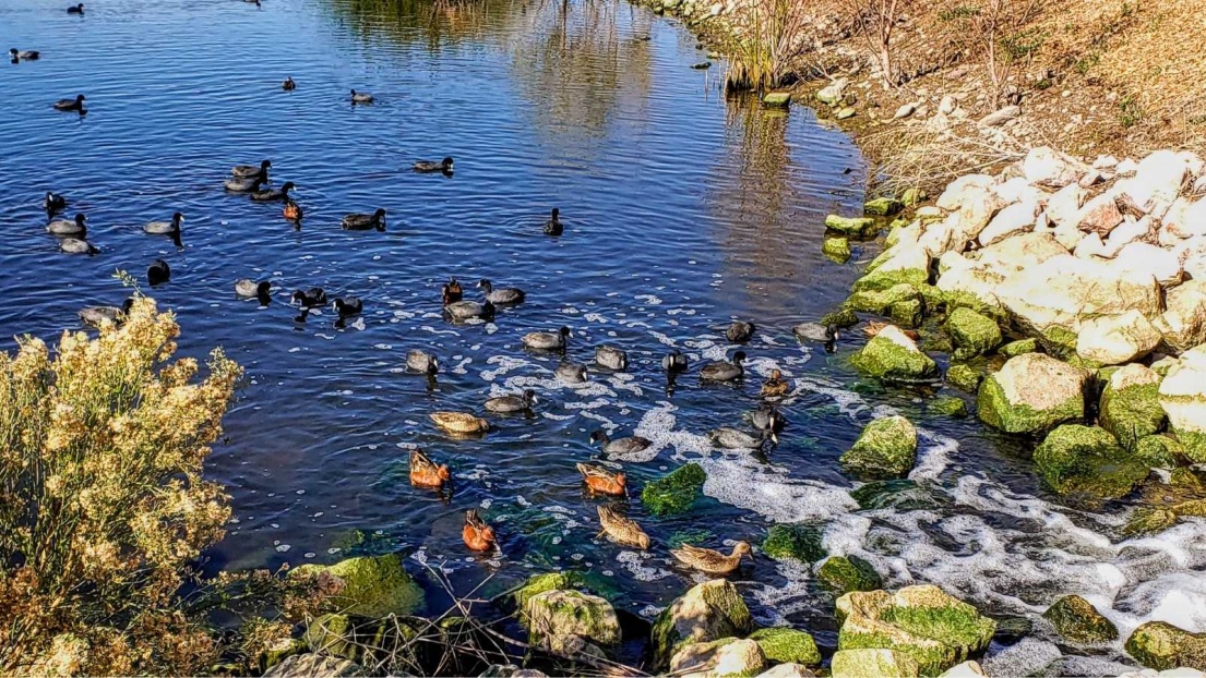 Nature and Industry Co-Exist at City of Henderson Water Reclamation Facility