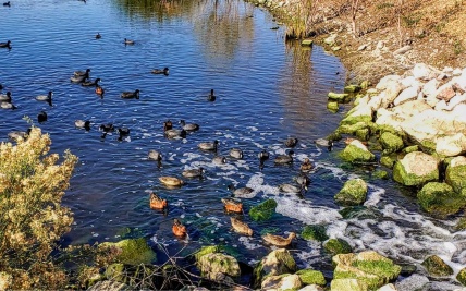 Natur und Industrie koexistieren bei der City of Henderson Water Reclamation Facility