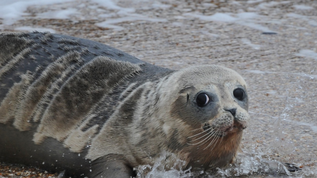SEAL Netherlands Releases Adopted Seal Pup Back into the Ocean