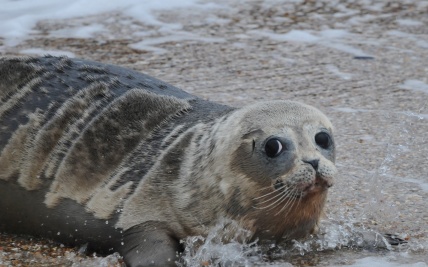 SEAL NL laat geadopteerde zeehondenpup terugkeren naar de oceaan