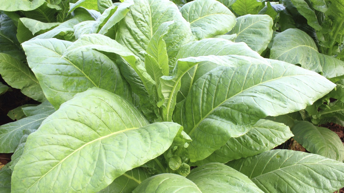 Sichere Methode zur Bestimmung der Gesamtalkaloide (als Nikotin) in Tabak