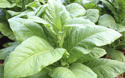 Veiliger methode voor totale alkaloïden (als nicotine) in tabak